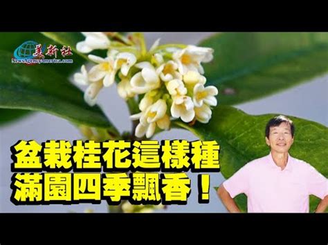 桂花樹種類